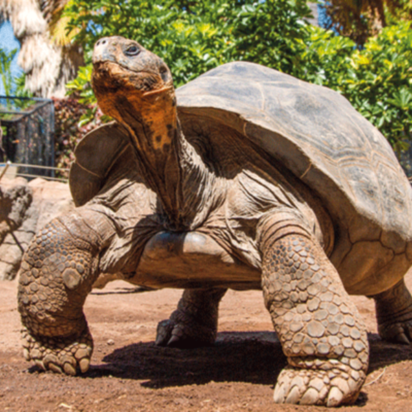 Loro Parque - immagine 31