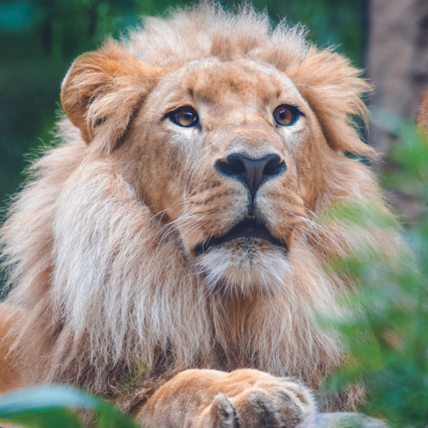 Loro Parque - immagine 30