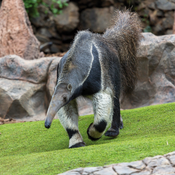 Loro Parque - immagine 29