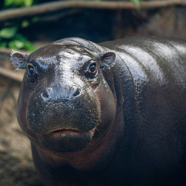 Loro Parque - immagine 20