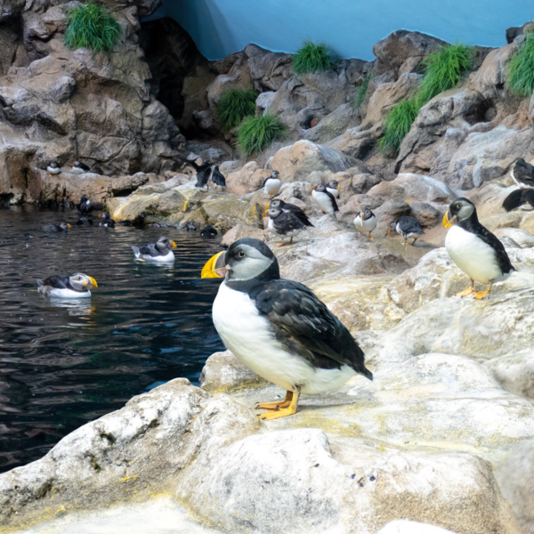 Loro Parque - immagine 19