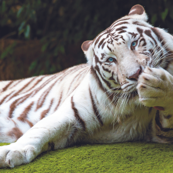 Loro Parque - immagine 18