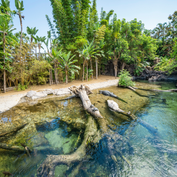 Loro Parque - immagine 16