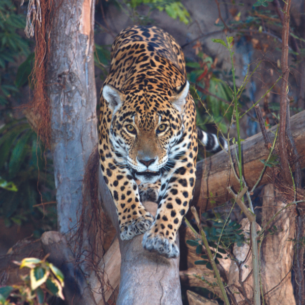 Loro Parque - immagine 9