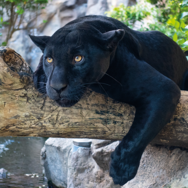 Loro Parque - immagine 7