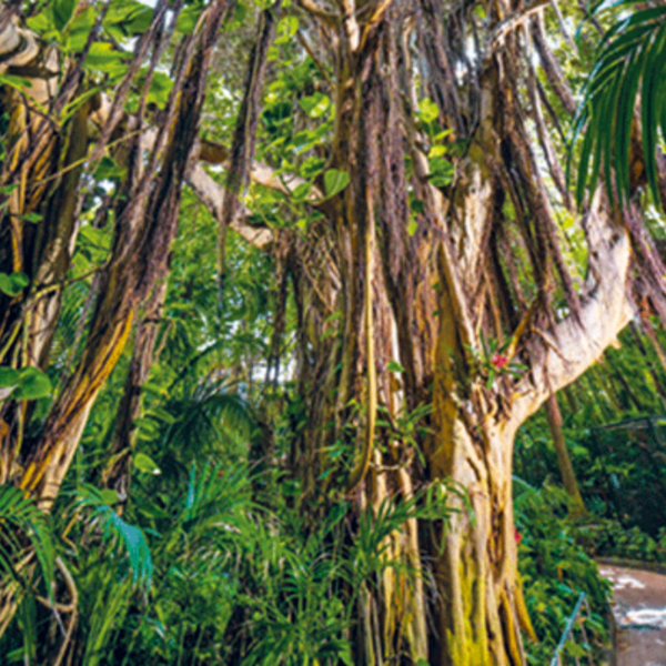 Loro Parque - immagine 6